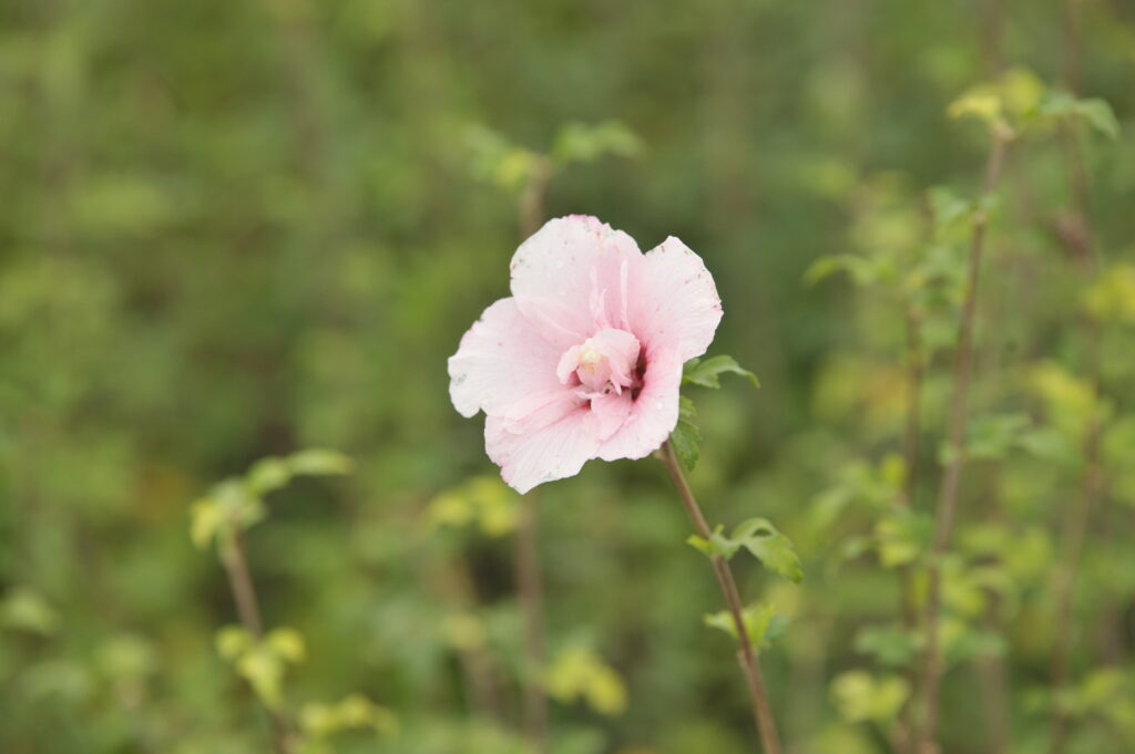 Hibiscus Syriacus Diana