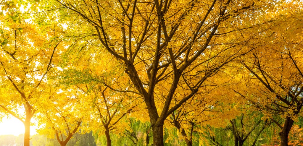Ginkgo Biloba