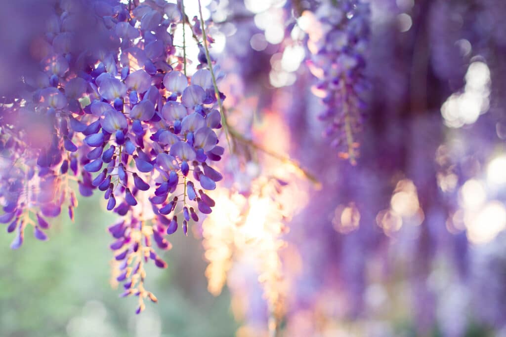 Glycine de Chine bleu