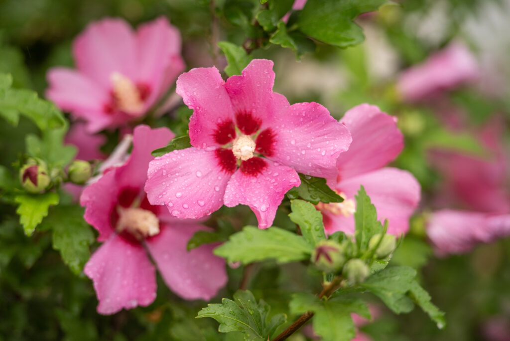 Hibiscus Syriacus Woodbridge
