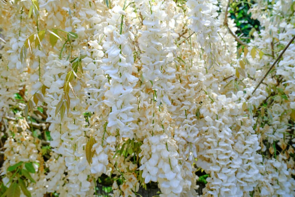 Glycine de Chine blanche
