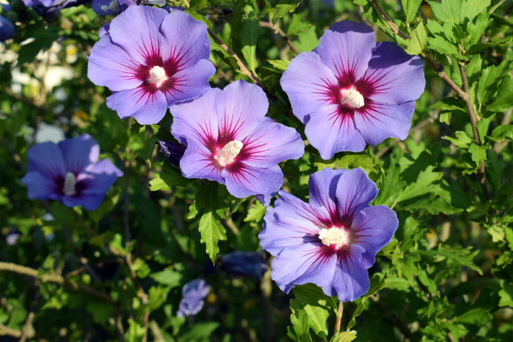 Hibiscus Syriacus Oiseau Bleu