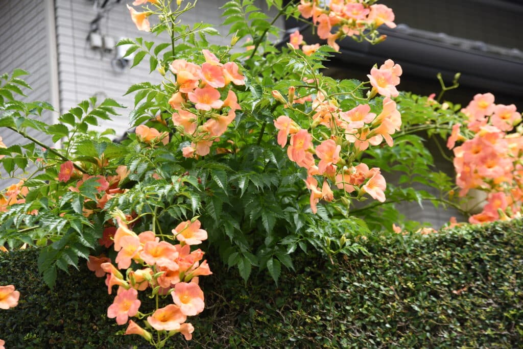 Bignone à grandes fleurs
