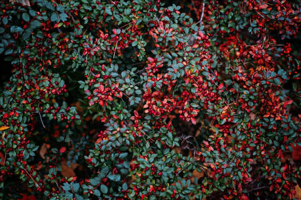 Cotonéaster rampantC