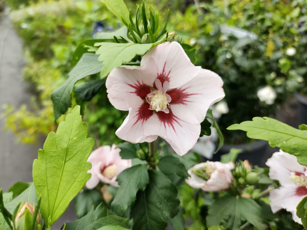 Hibiscus Syriacus Hamabo