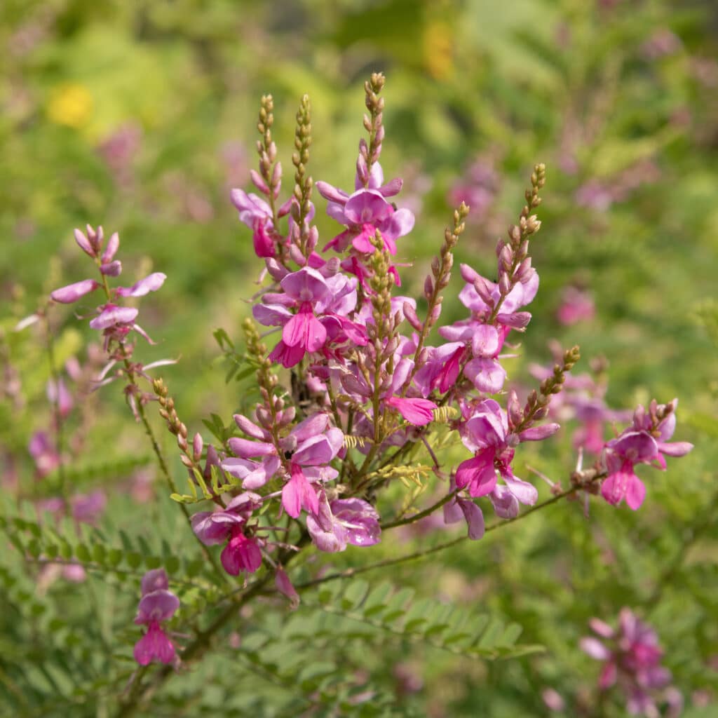 Indigotier rose