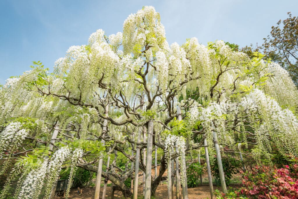 Glycine du Japon blanche