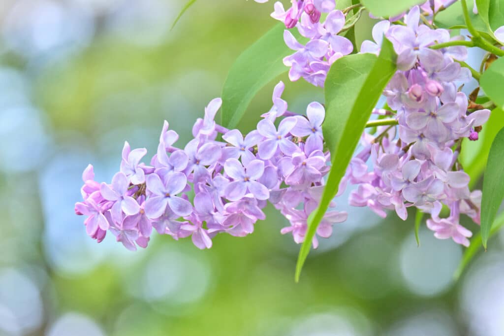 Lilas commun
